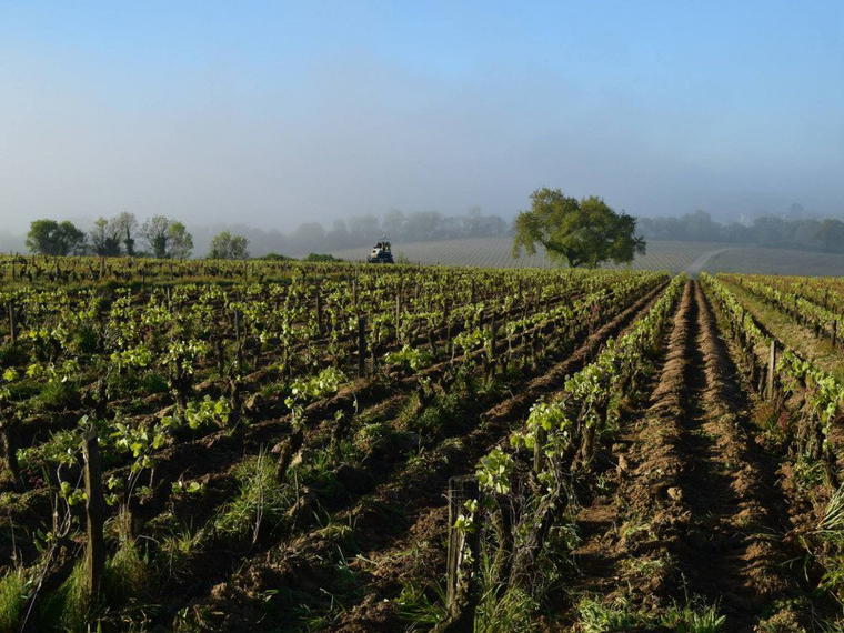 Domaines Landron, Haye Fouassiere, France