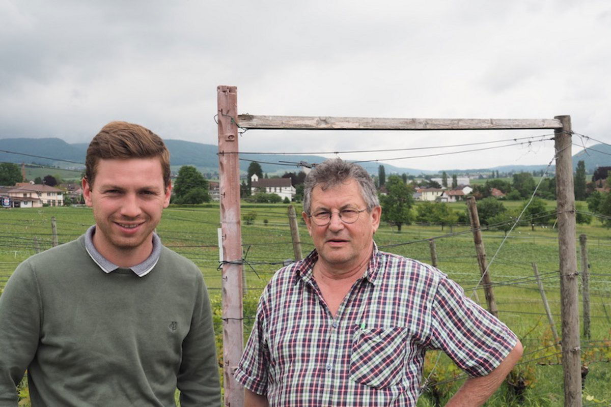 Auer Reben GmbH, Winery in Hallau
