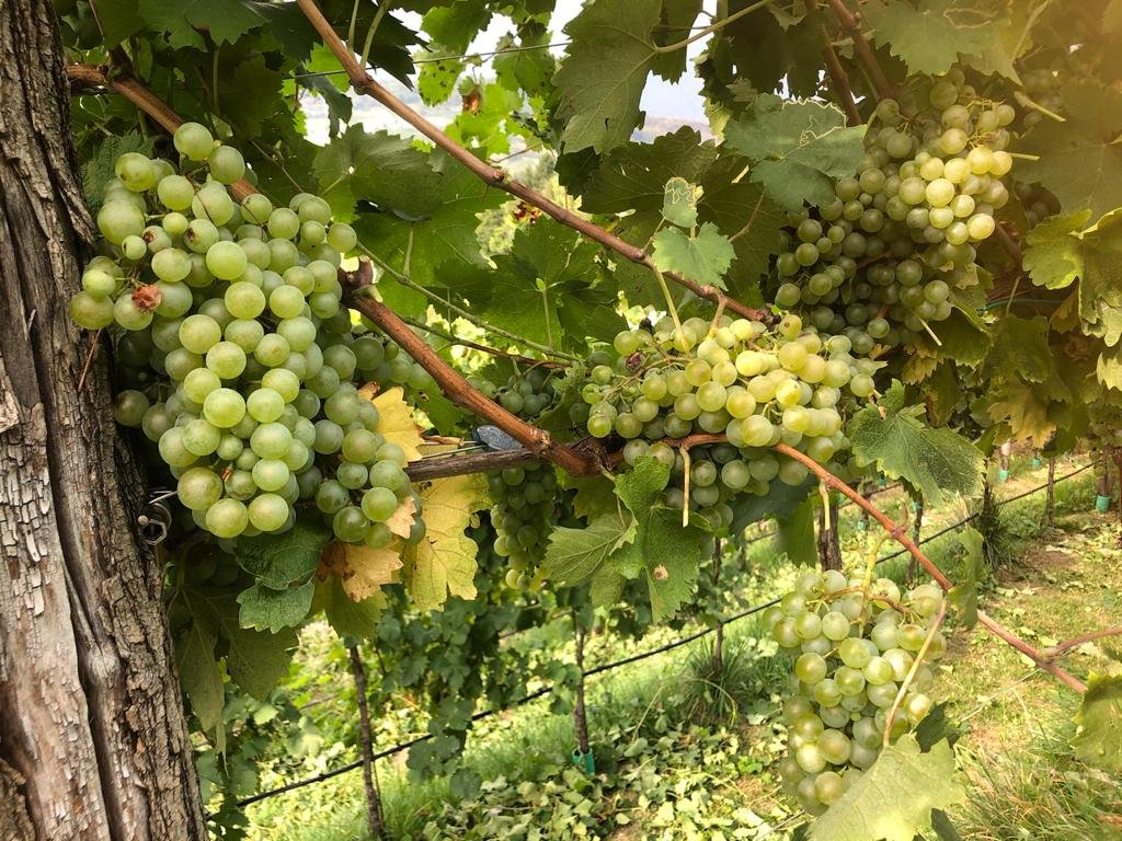 Azienda agricola Borgo Schiavin Prosecco Fato1734, Tarzo, Italy