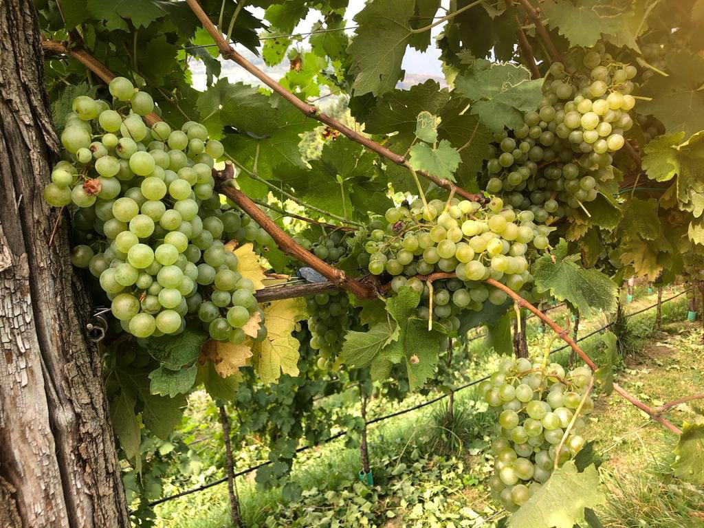 Azienda agricola Borgo Schiavin Prosecco Fato1734 winery in Tarzo