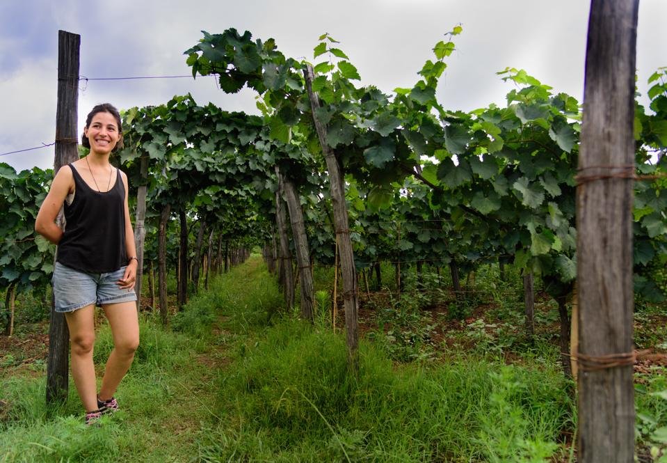 Baia's Wine, Winery in Obcha