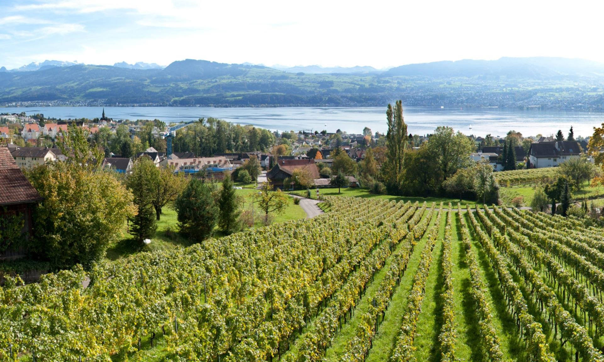 Bachmann Weingut am Zürichsee, Winery in Stäfa