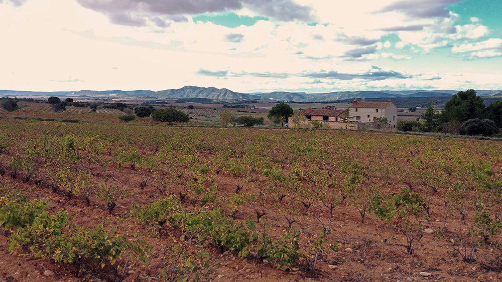 Bodegas Rafael Cambra winery in Fontanaras Dels Alforins