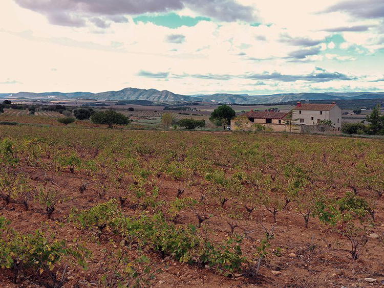 Bodegas Rafael Cambra, Fontanaras Dels Alforins, Spain