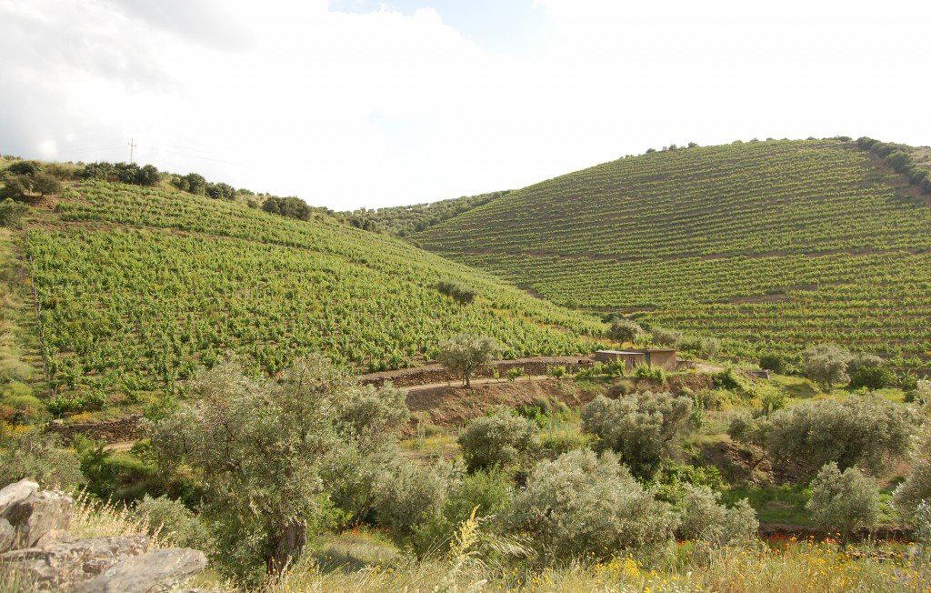 Quinta do Vale da Perdiz winery in Torre De Moncorvo, Portugal