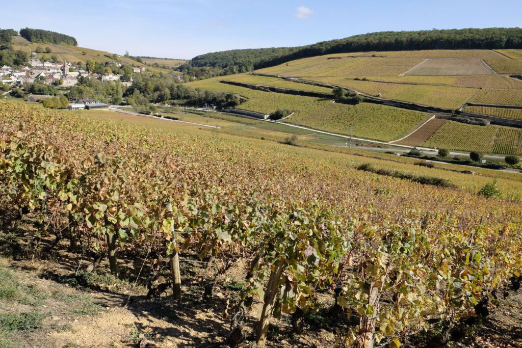 Domaine Follin-Arbelet, Winery in Aloxe Corton
