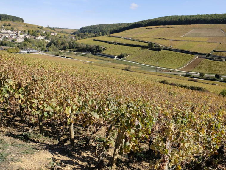 Domaine Follin-Arbelet, Aloxe Corton, France