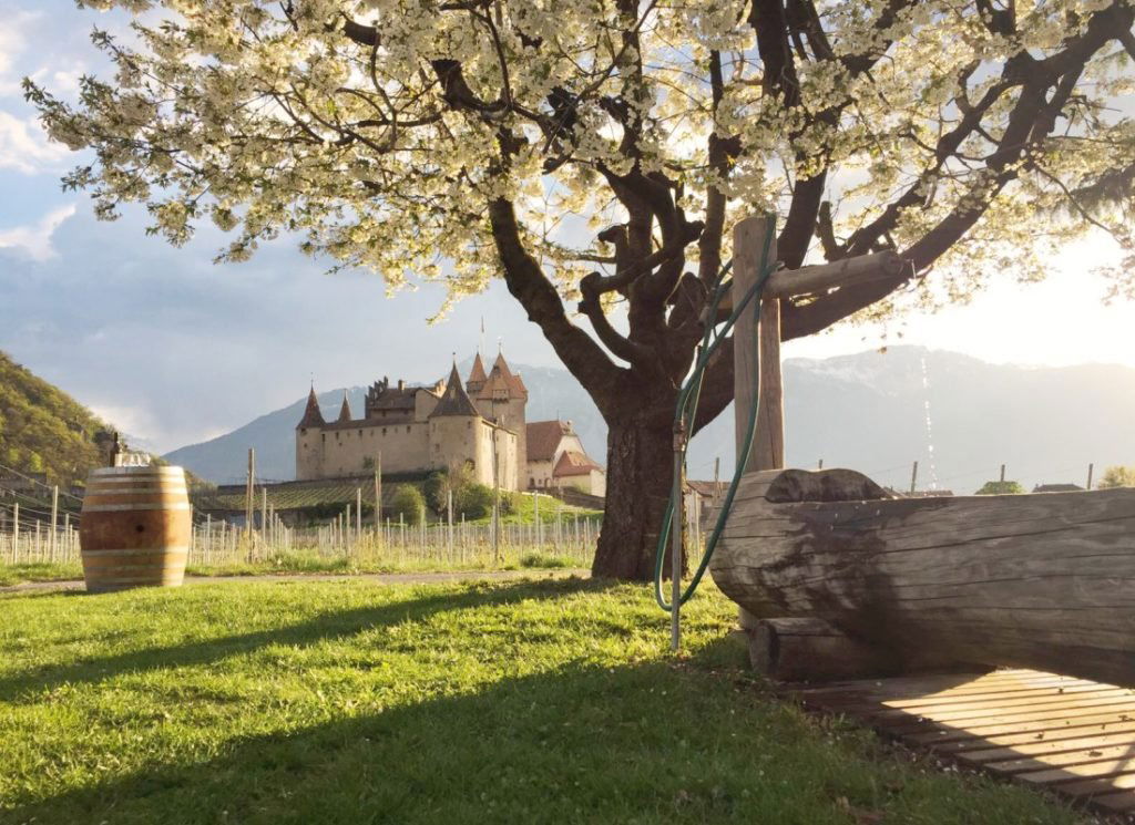 Cave de Champ de Clos, Winery in Chexbres