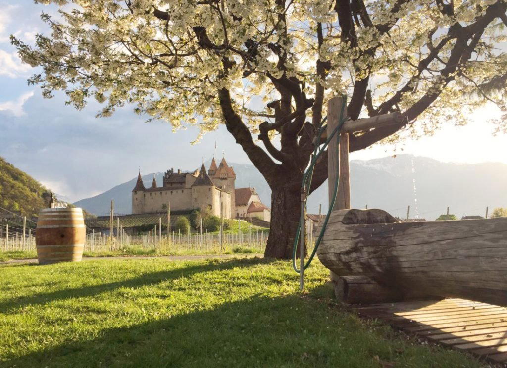 Cave de Champ de Clos winery in Chexbres, Switzerland