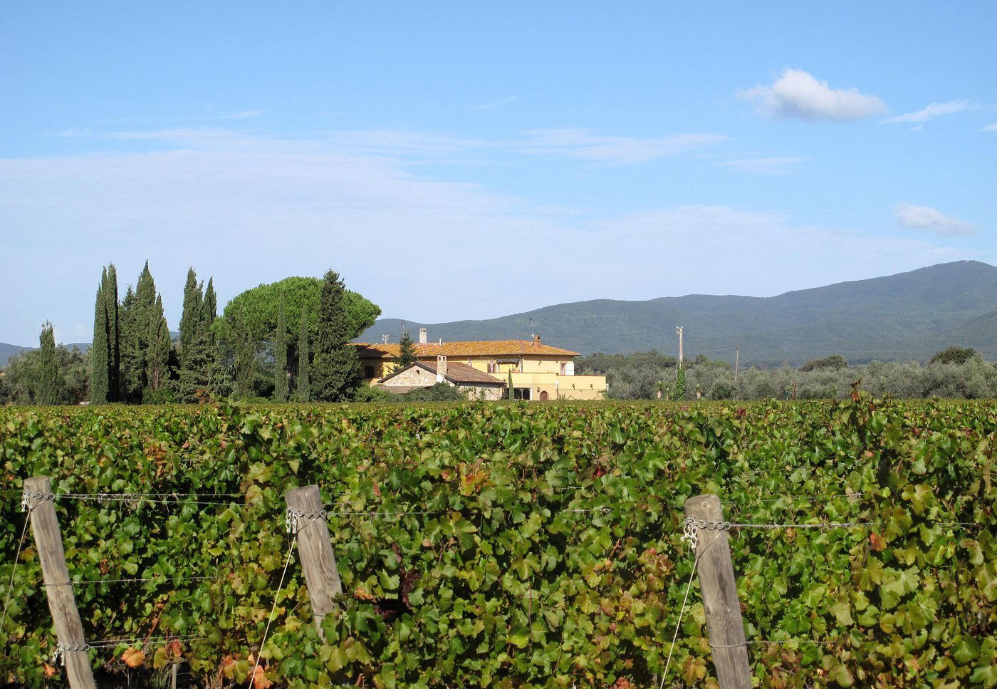 Batzella, Winery in Castagneto Carducci
