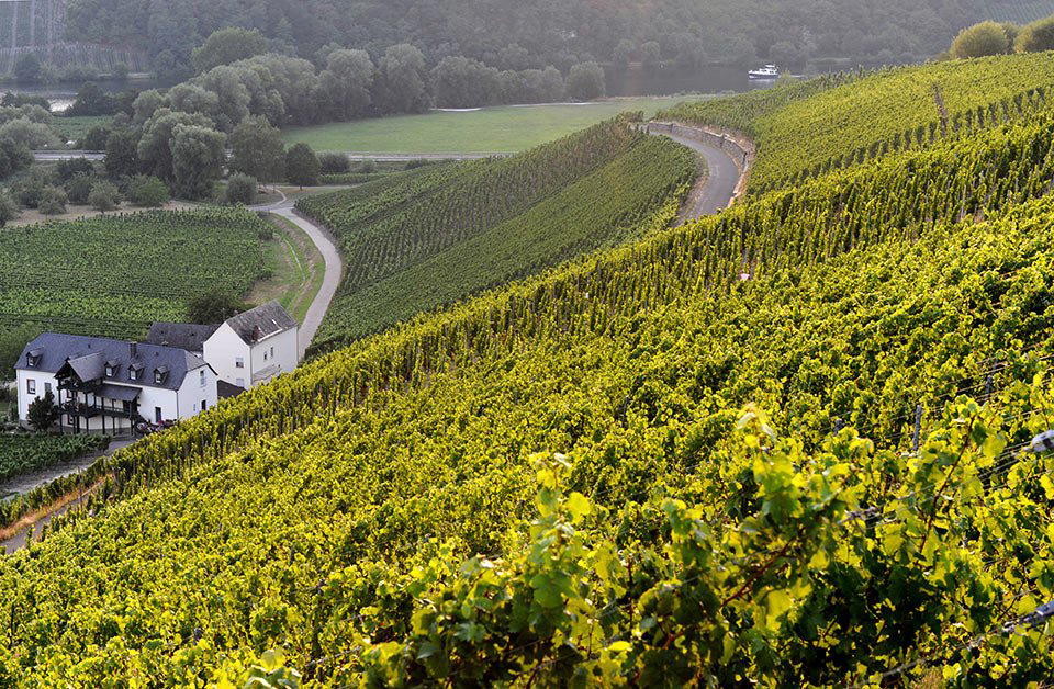 Weingut Josef Rosch winery in Leiwen