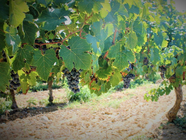 Domaine Girard, Alaigne, France