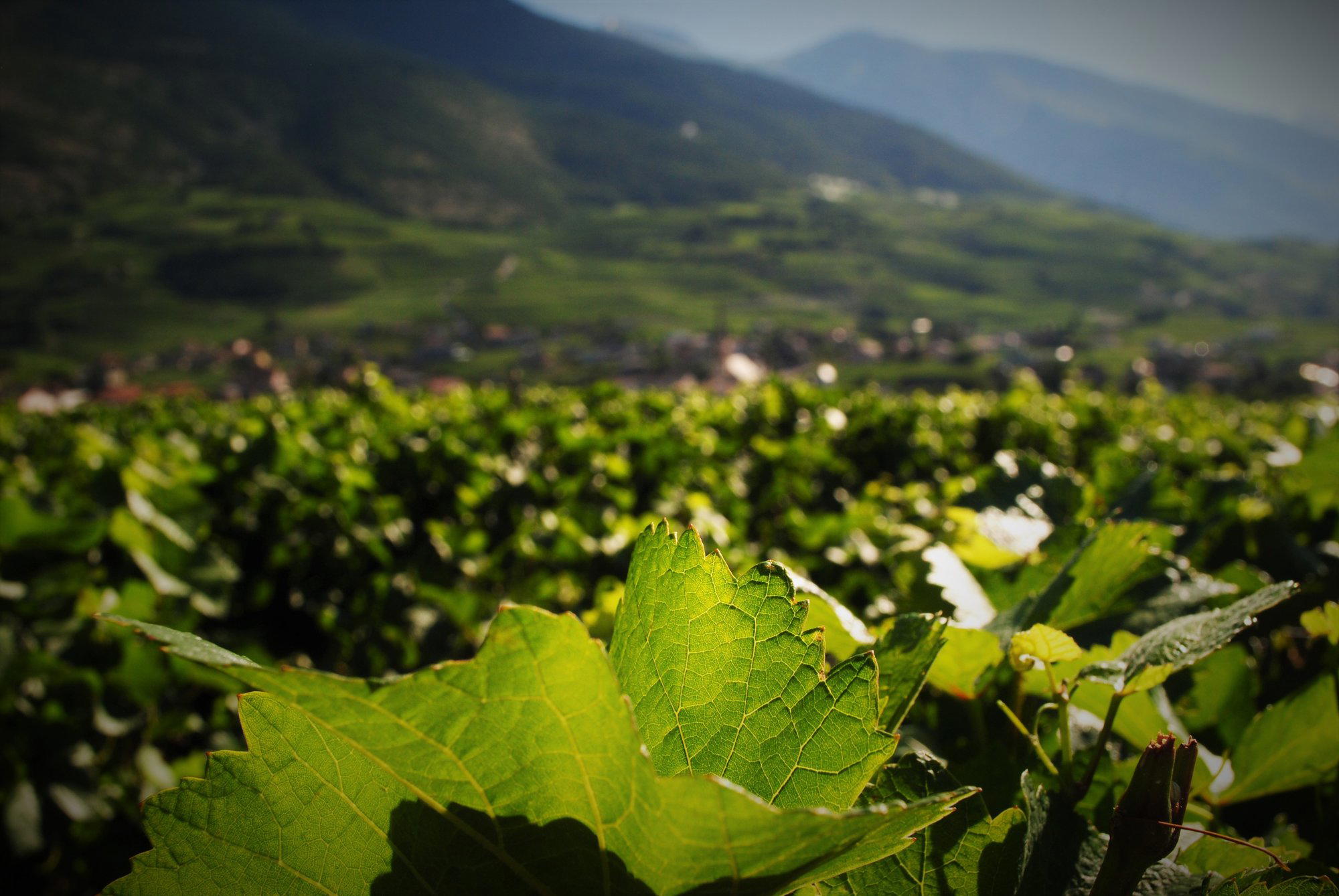 Johanniterkellerei Kuonen & Grichting AG winery in Salgesch, Switzerland