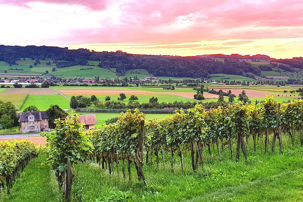 Weinbau Sempachersee winery in Sursee