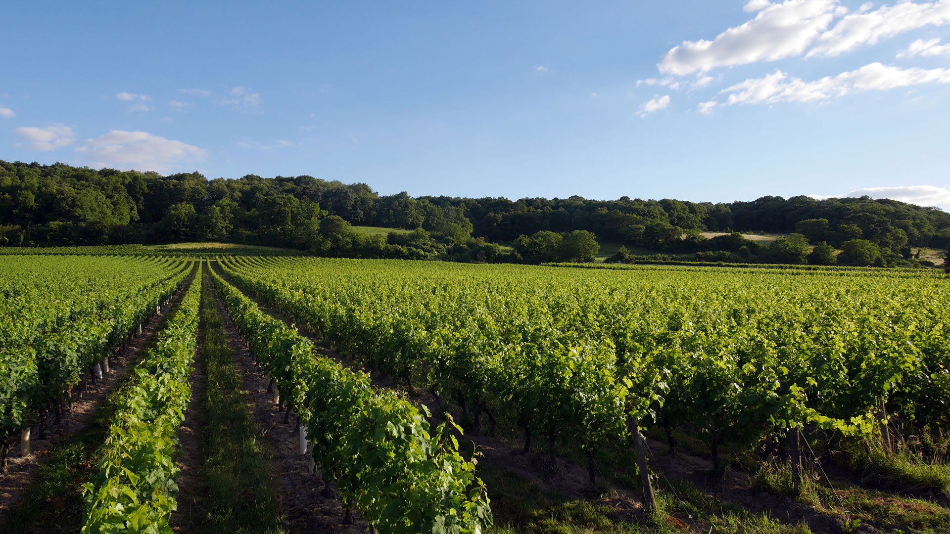 Domaine d’Orfeuilles, Winery in Reugny