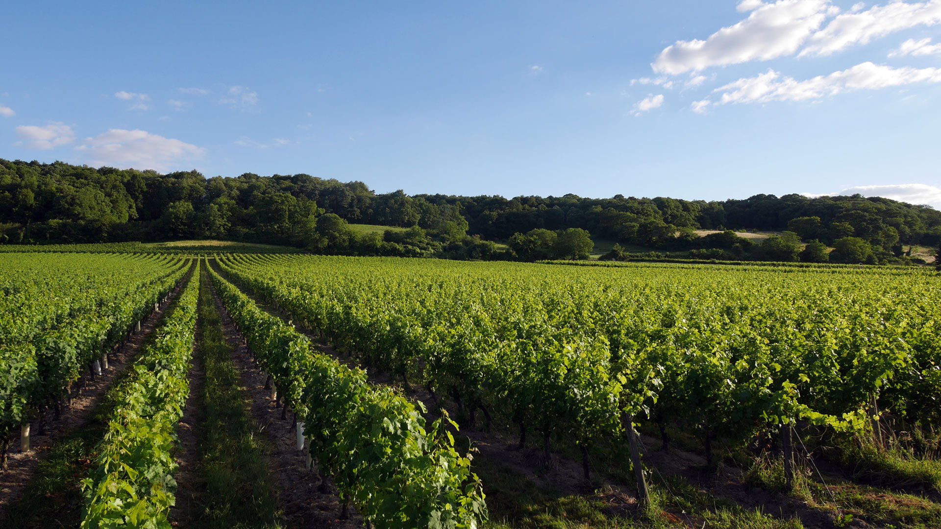 Domaine d’Orfeuilles
