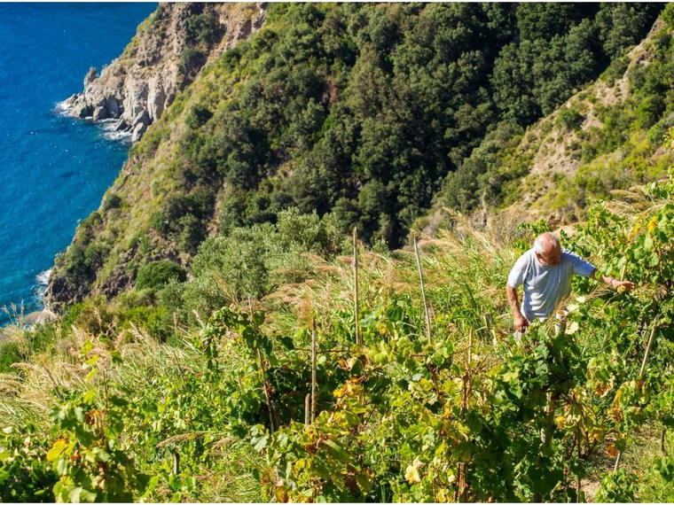 Cantine Antonio Mazzella, Ischia, Italy