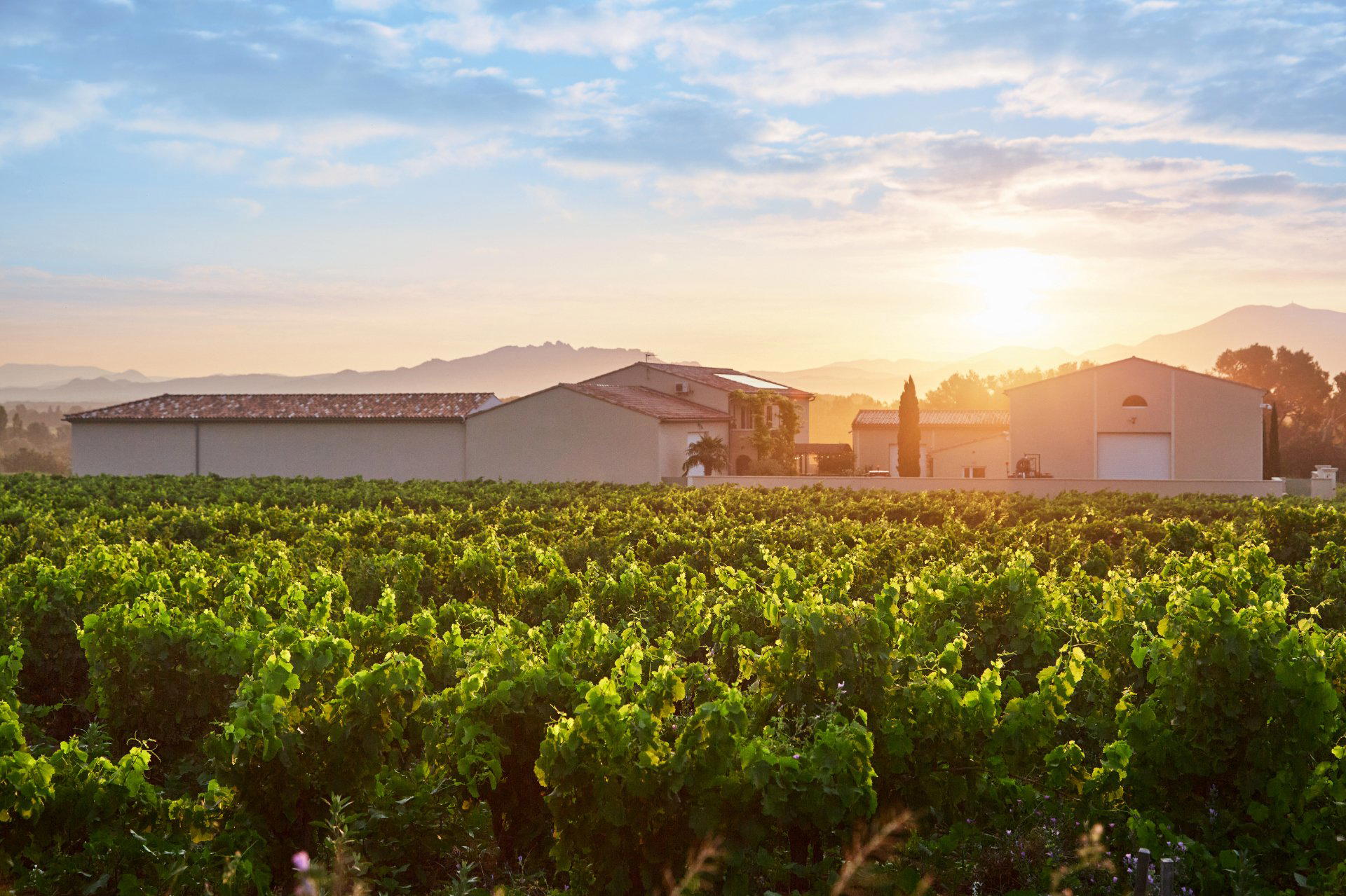 Le Jas des Papes winery in Courthézon
