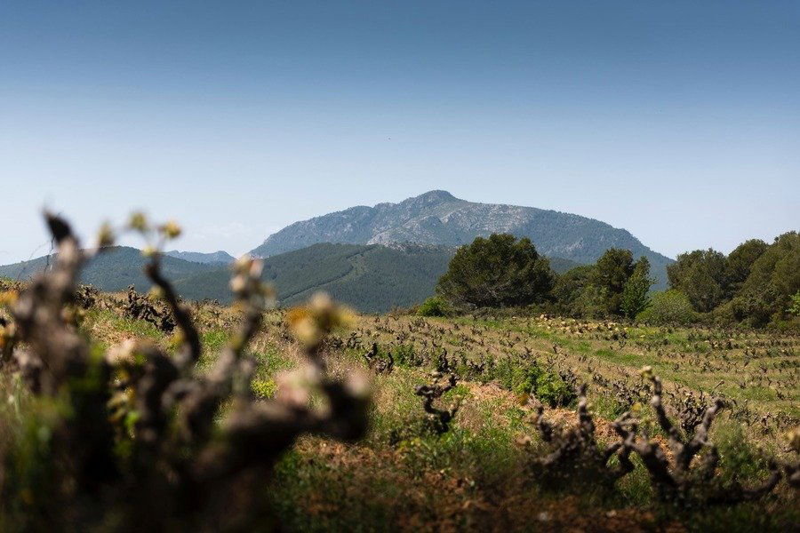 Can Sumoi, Winery in Tarragona