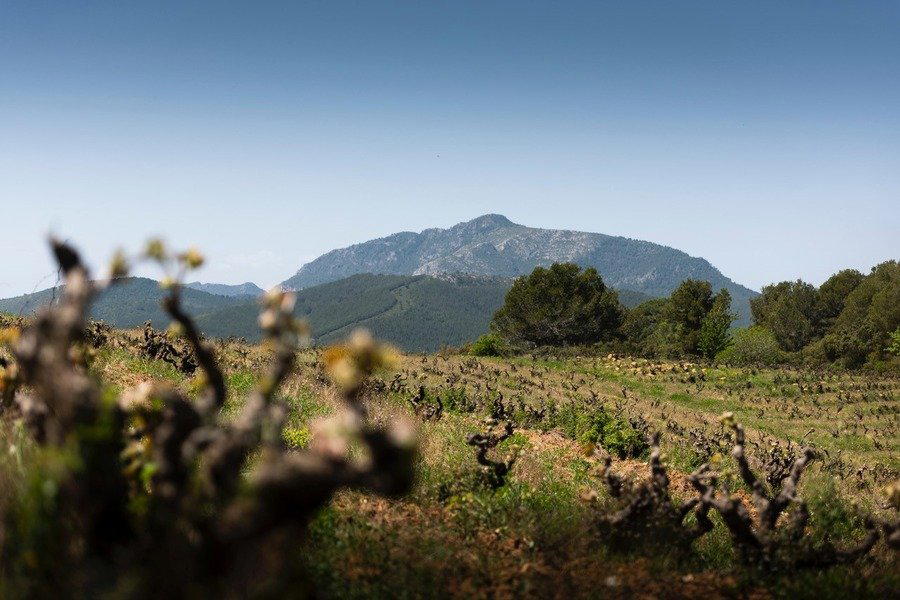 Can Sumoi winery in Tarragona, Spain
