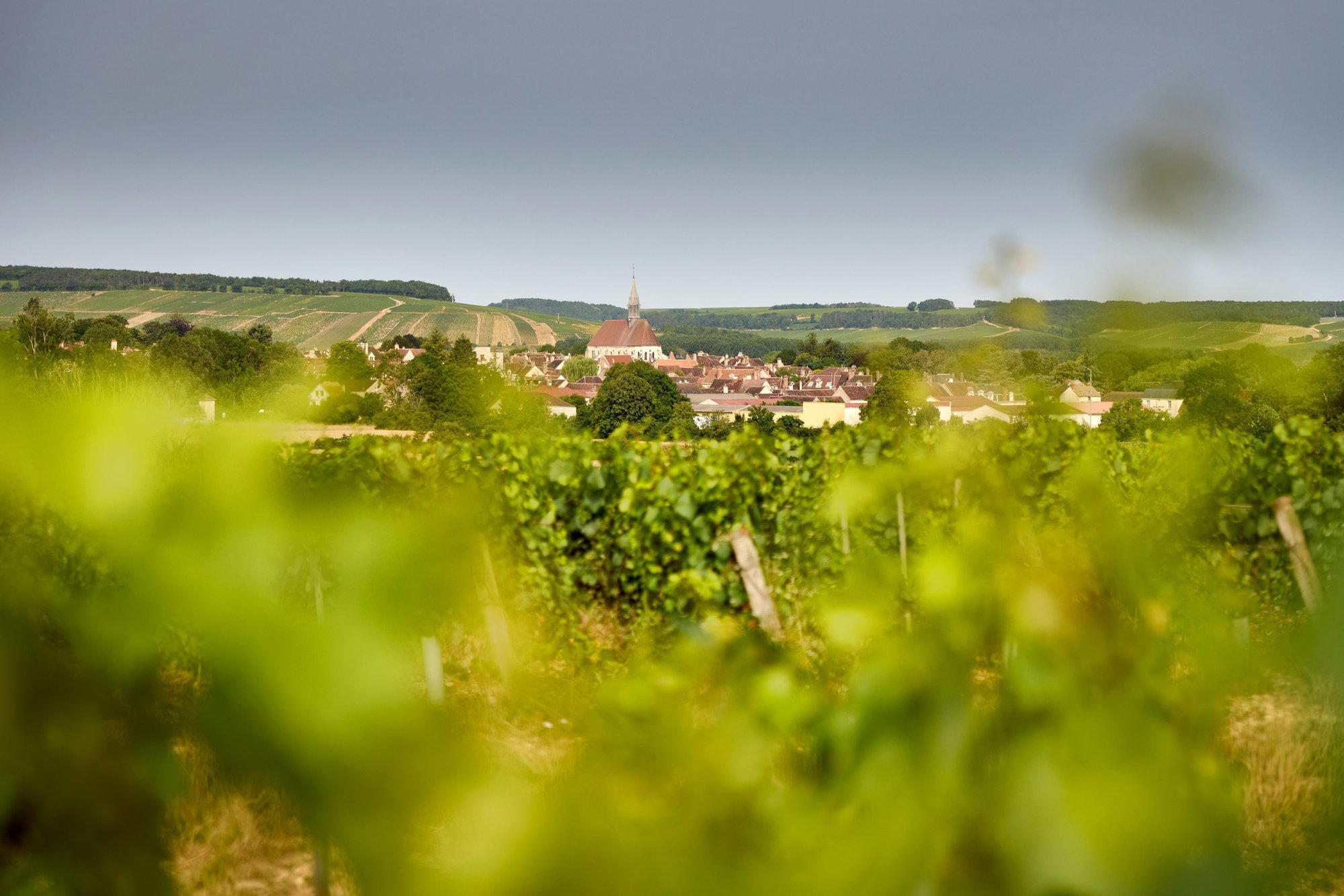 Simonnet-Febvre winery in Chablis