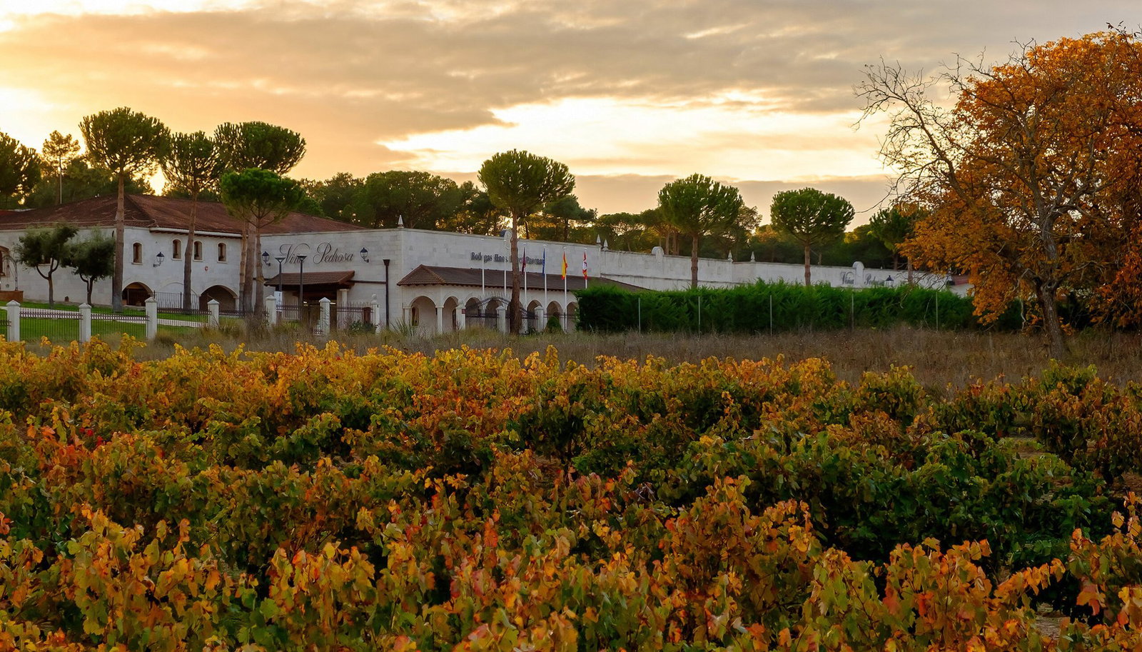 Bodegas Hnos. Pérez Pascuas, Pedrosa De Duero Burgos, Spain