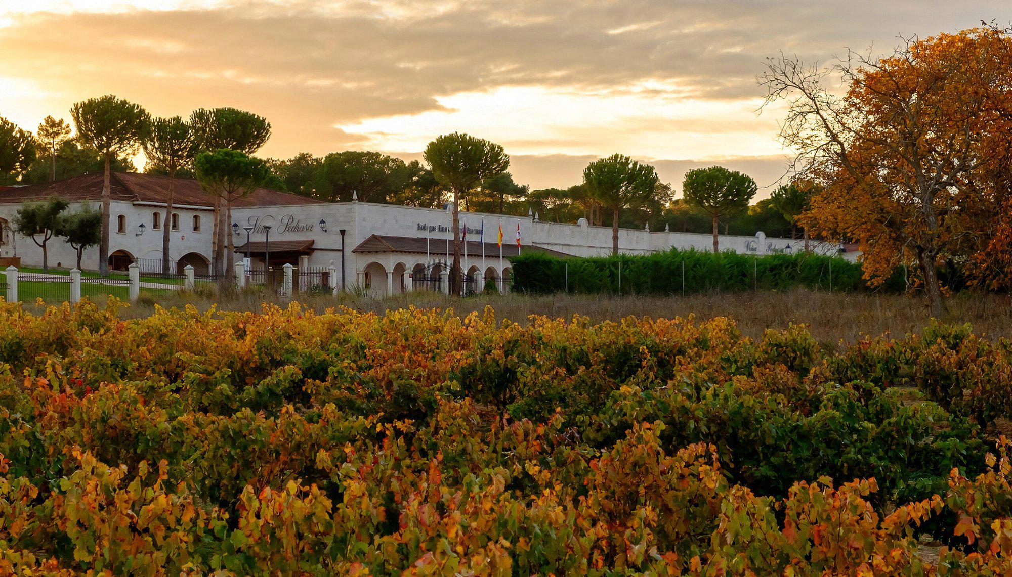Bodegas Hnos. Pérez Pascuas winery in Pedrosa De Duero Burgos, Spain