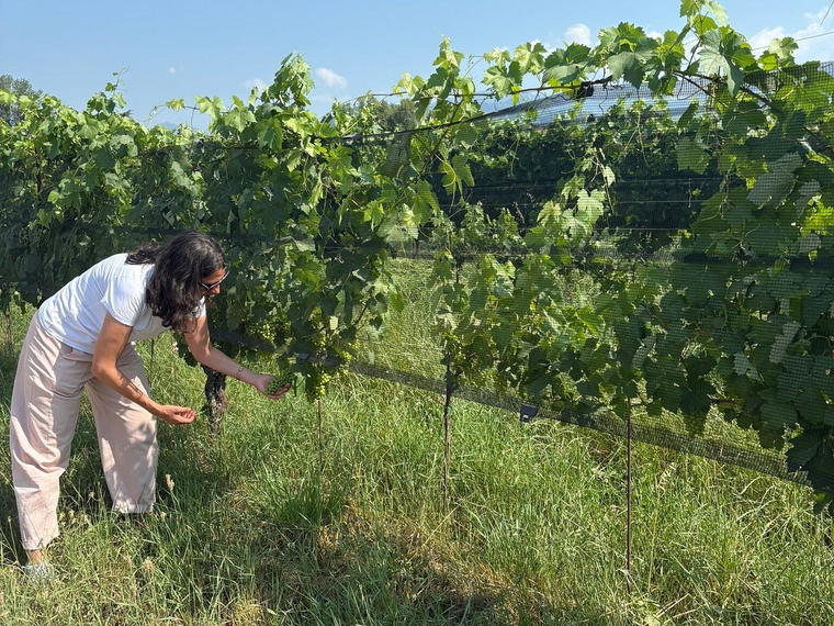 Azienda Agricola Lano Gianluigi, Alba, Italy