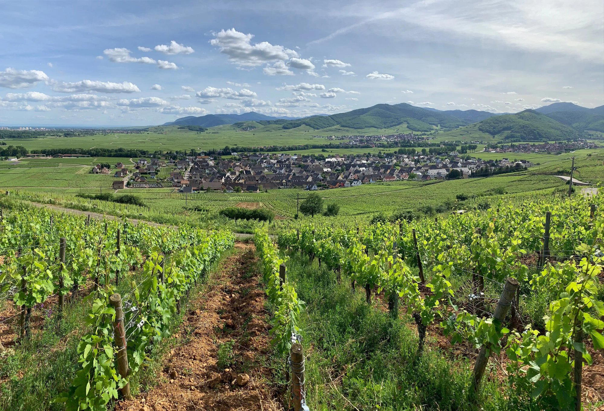 Domaine Marcel Deiss, Bergheim, France
