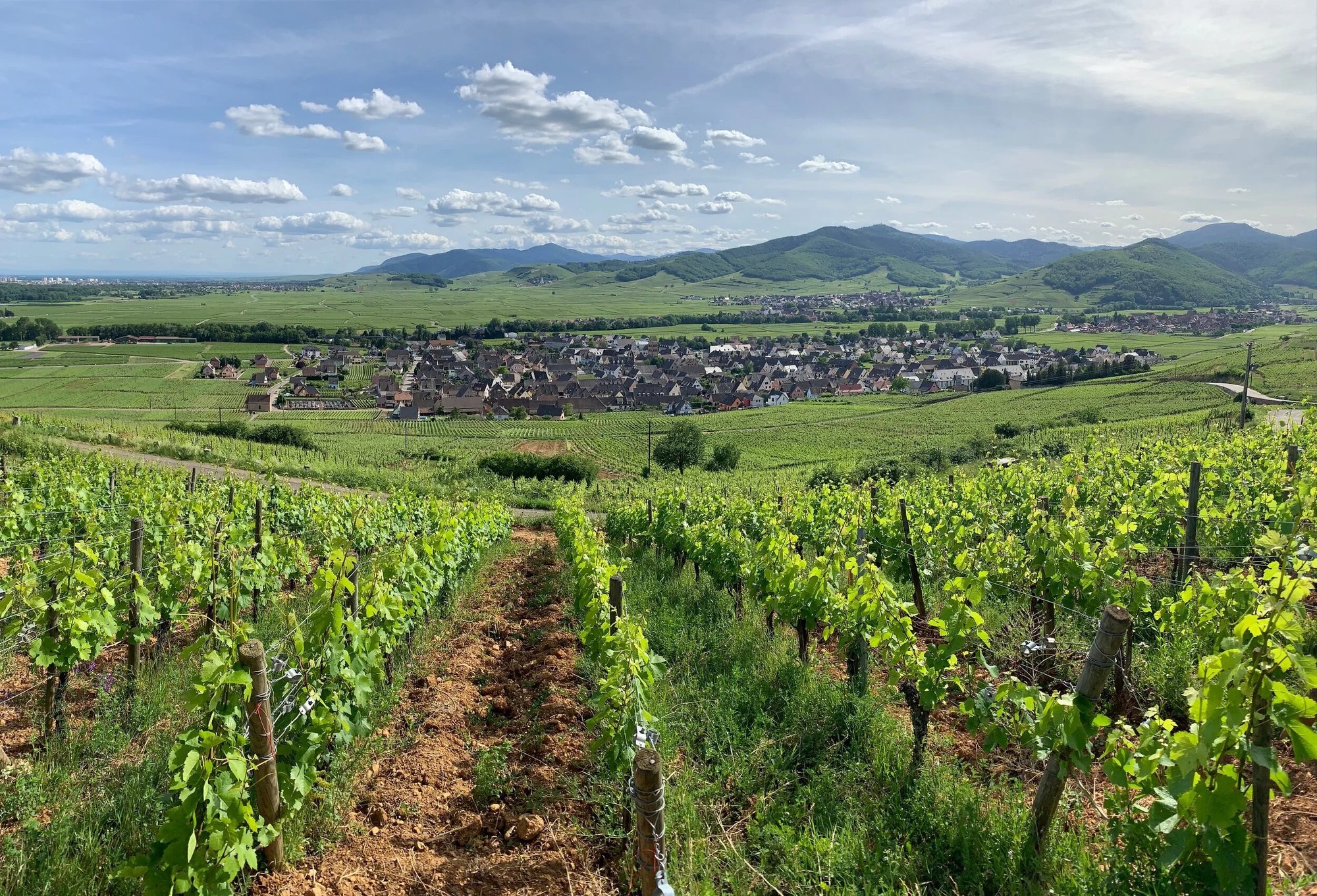 Domaine Marcel Deiss winery in Bergheim, France