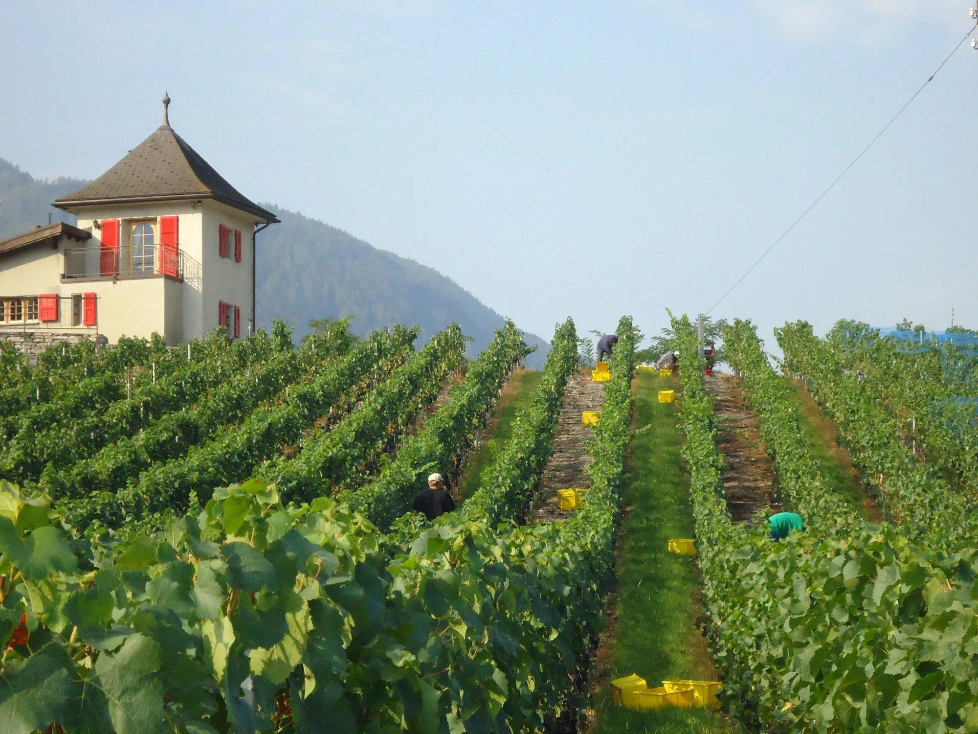 Les Fils de Charles Favre winery in Sion