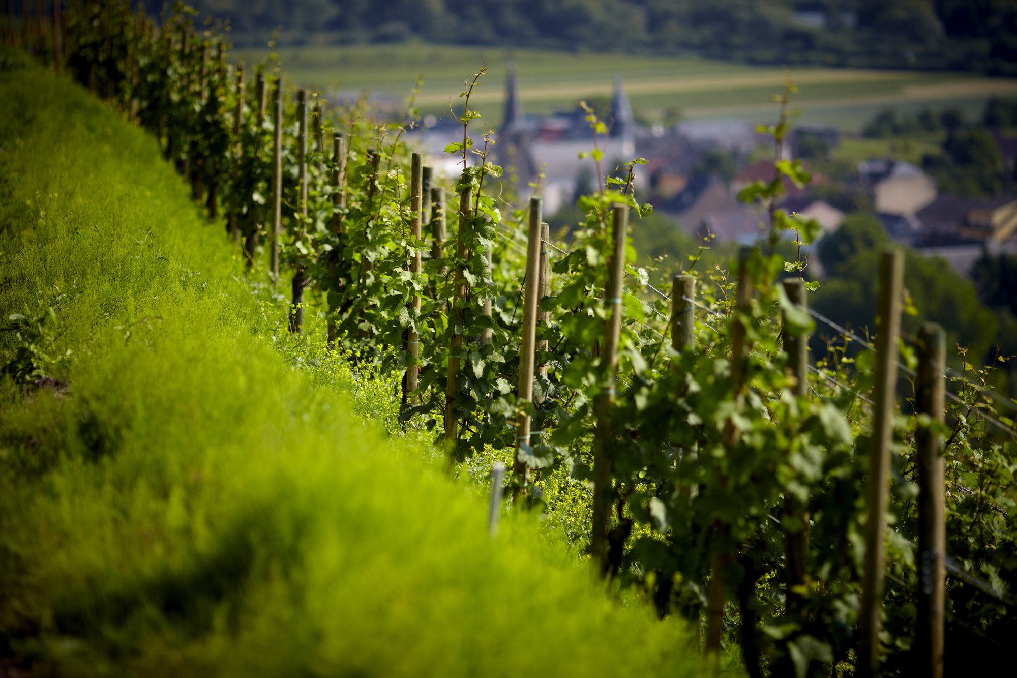 Domaine Thill - Château de Schengen, Grevenmacher, Luxembourg