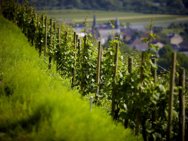 Domaine Thill - Château de Schengen, Grevenmacher, Luxembourg