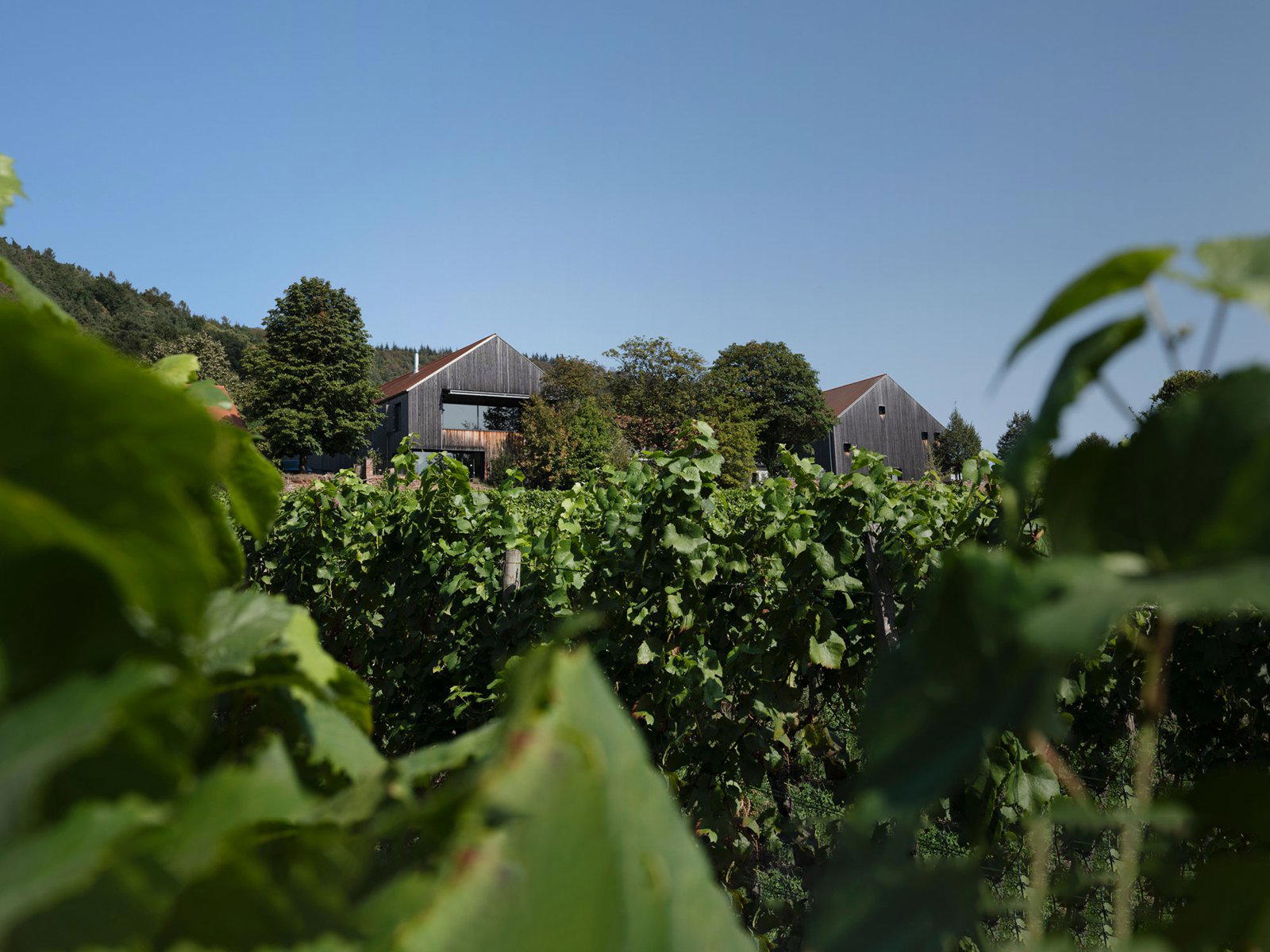 Weingut Rudolf Fürst winery in Bürgstadt