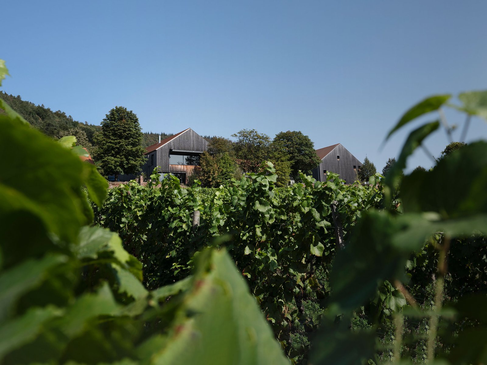 Weingut Rudolf Fürst