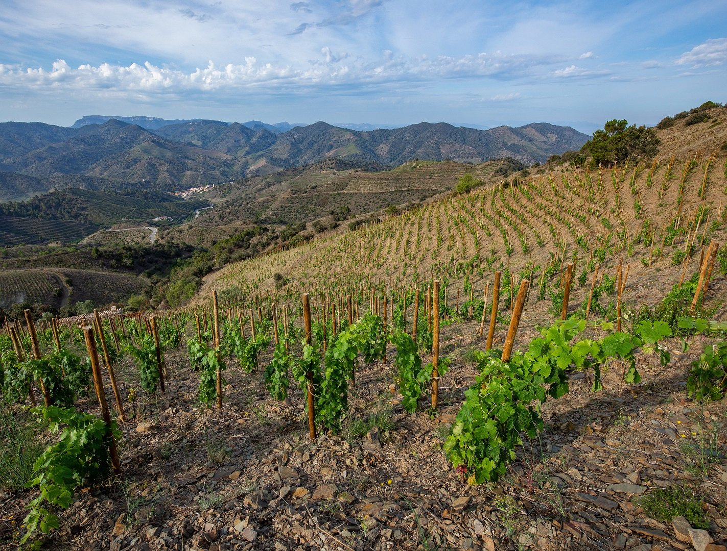 Celler Ardèvol, Porrera, Spain