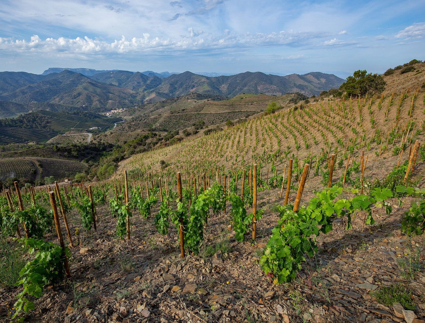 Celler Ardèvol, Winery in Porrera