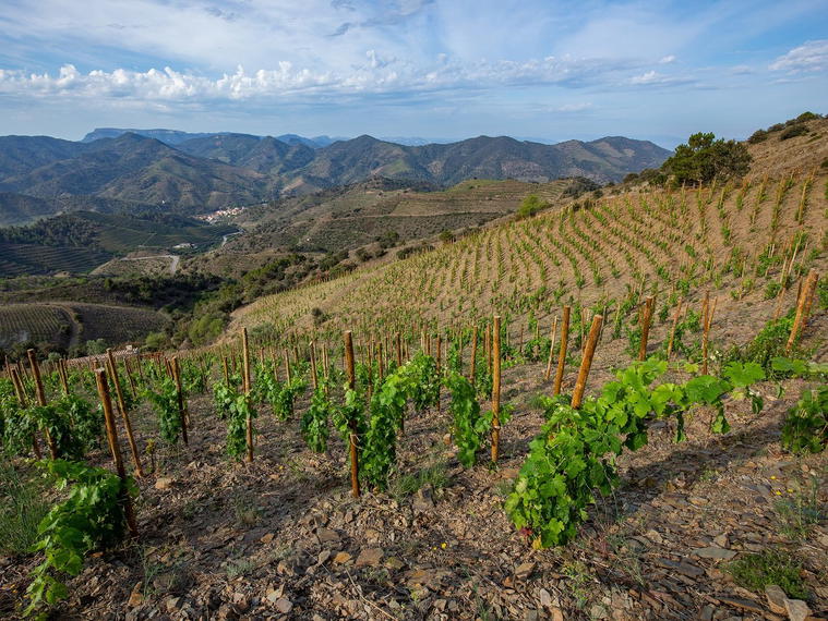 Celler Ardèvol, Porrera, Spain
