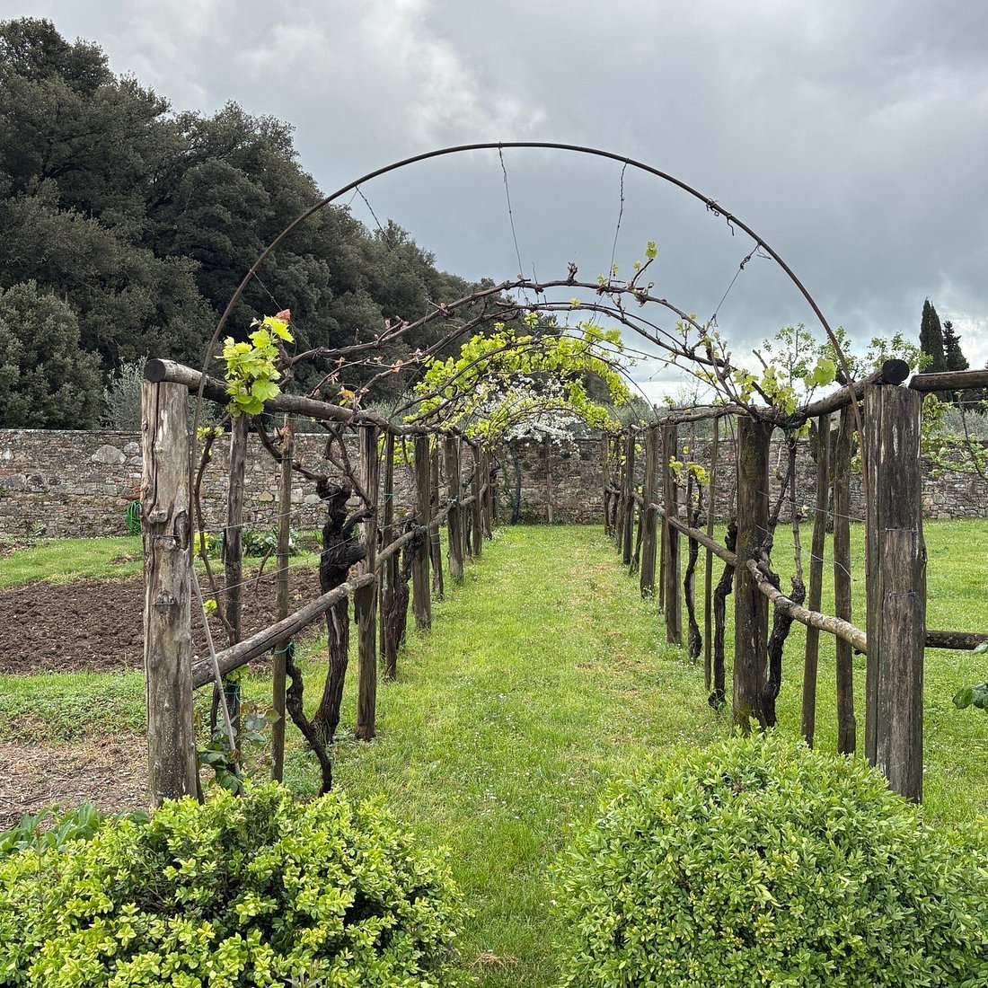 Agricola Losi