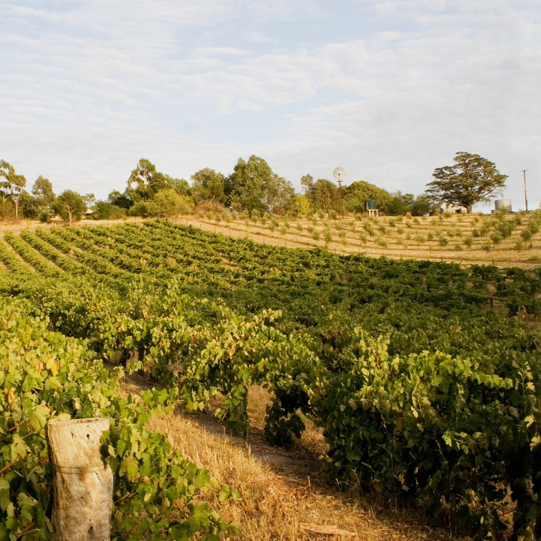 Chris Ringland, Winery in Eden Valley