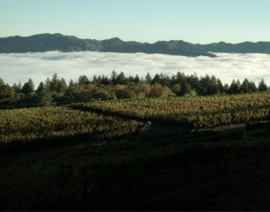 Martin Ray Vineyards & Winery winery in Santa Rosa, United States
