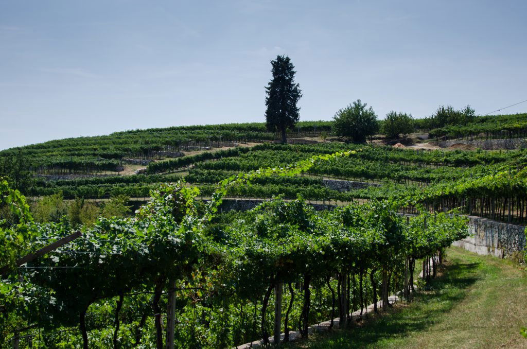 Ca' La Bionda, Winery in Marano di Valpolicella