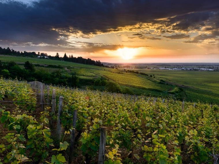 Domaine des Croix, Beaune, France