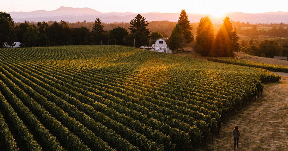 DuMOL Winery winery in Windsor