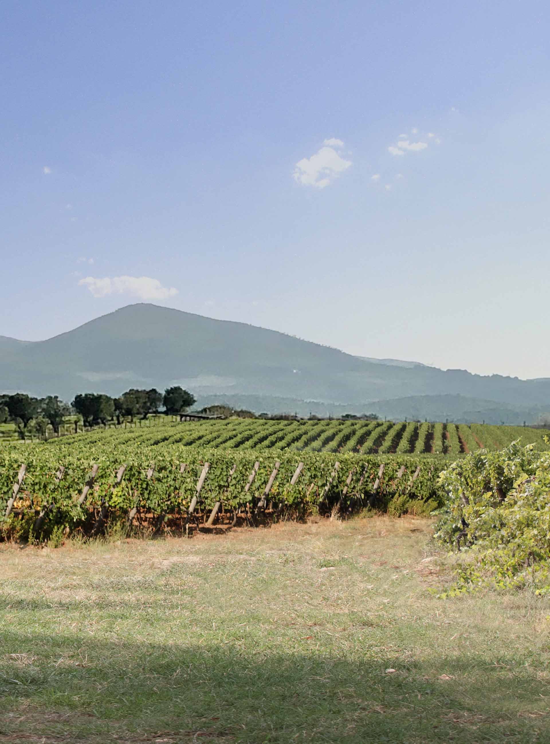 Biserno, Winery in Bibbona