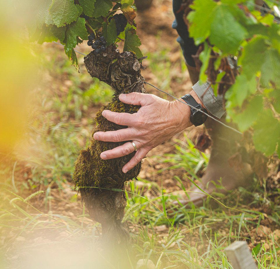 Domaine Pierre Vincent winery in Auxey Duresses