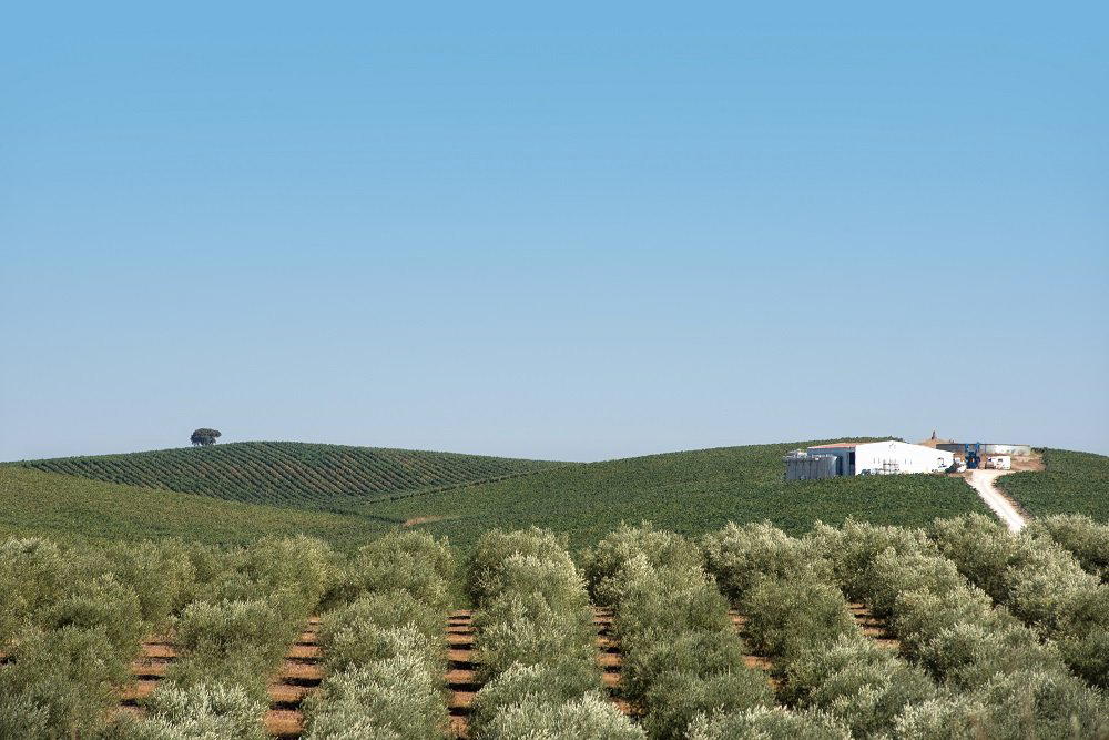 Herdade Penedo Gordo winery in Borba