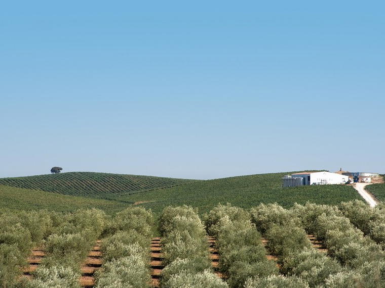 Herdade Penedo Gordo, Borba, Portugal