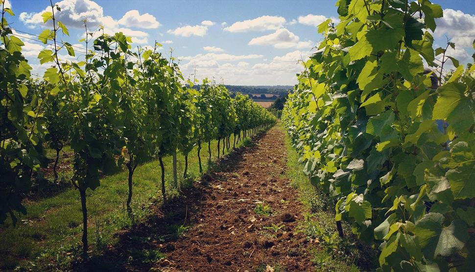 Hattingley Valley winery in Alresford