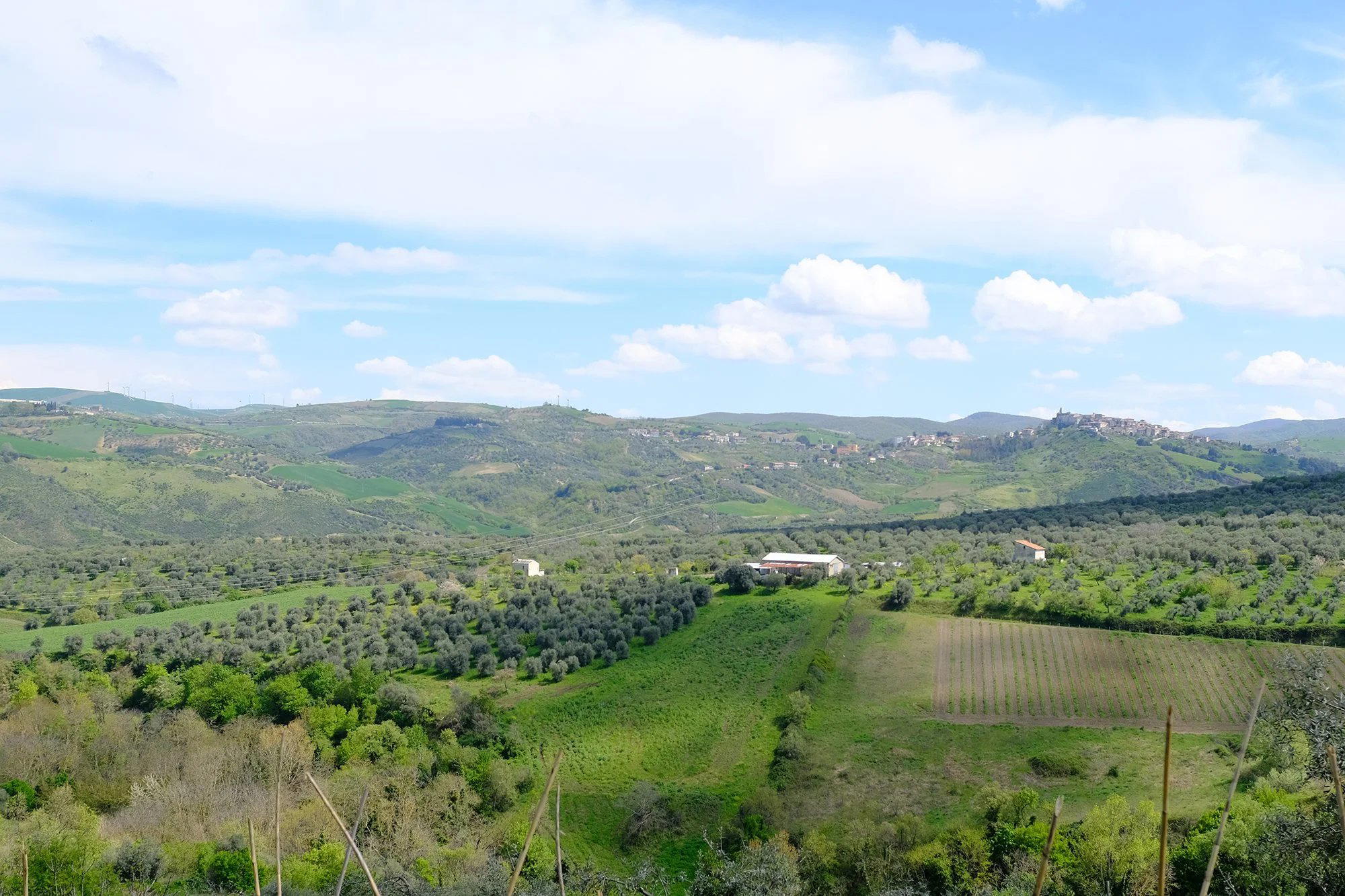 Basilisco winery in Barile